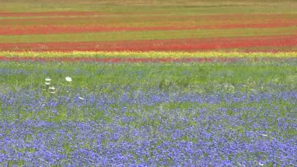 Kvetoucí v prostém Castelluccio, Itálie — Stock video