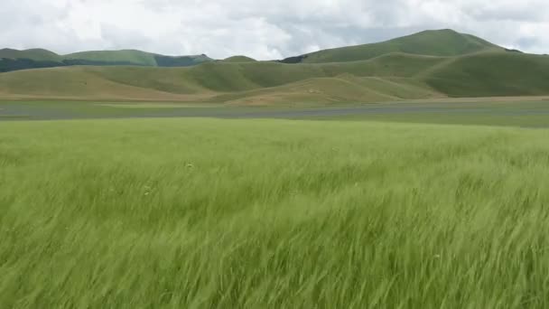 Bloei in de vlakte van Castelluccio, Italië — Stockvideo