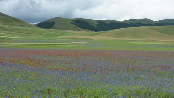 कैस्टेलुको, इटली के मैदान में फूल — स्टॉक वीडियो