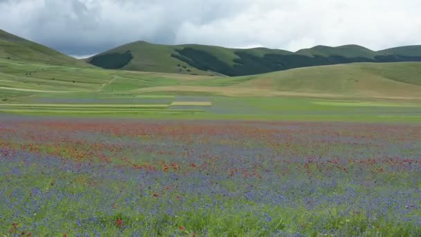 Blomstring på sletten i Castelluccio, Italia – stockvideo