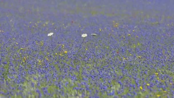 Bloei in de vlakte van Castelluccio, Italië — Stockvideo