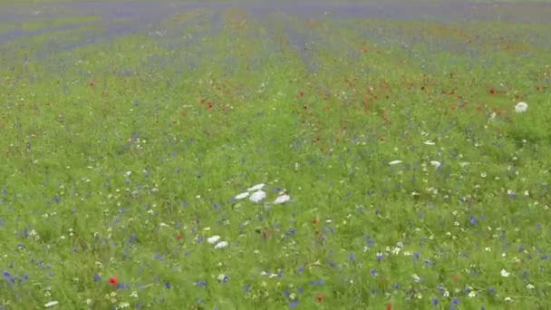 Floración en la llanura de Castelluccio, Italia — Vídeos de Stock