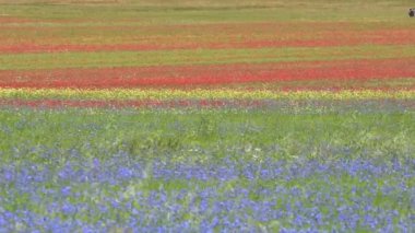 Çiçekli düz Castelluccio, İtalya