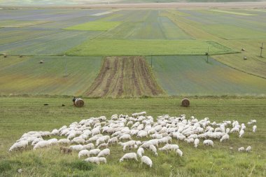 Castelluccio ovasında çiçekli bitkiler