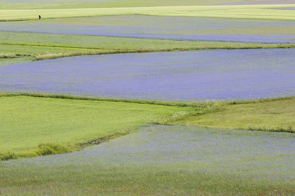 Floración de cultivos en la llanura de Castelluccio — Foto de Stock