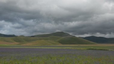 Çiçekli, düz, Castelluccio di Norcia, İtalya