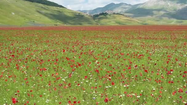 Flowering in the plain of Castelluccio di Norcia, Italy — Stock Video