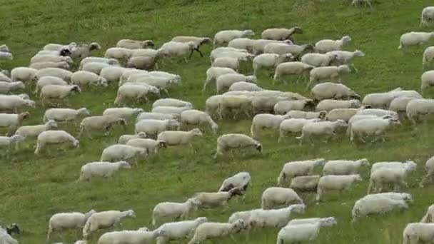 羊の放牧の群れ — ストック動画