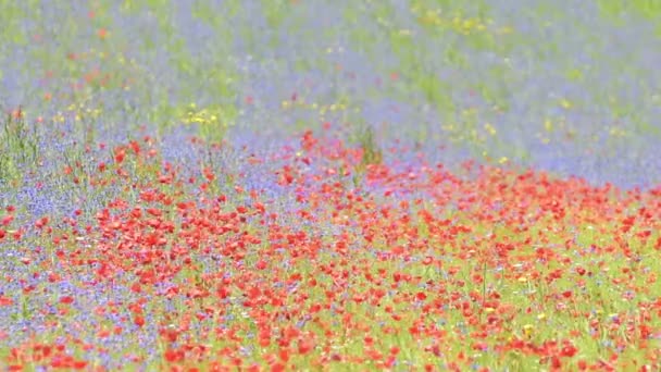 Bloei in de vlakte van Castelluccio di Norcia, Italië — Stockvideo