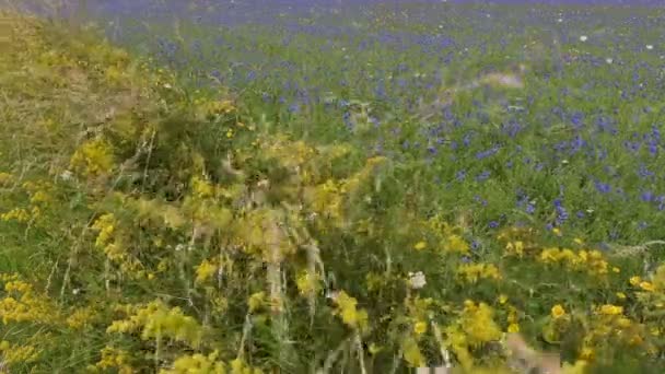 Bloei in de vlakte van Castelluccio di Norcia, Italië — Stockvideo