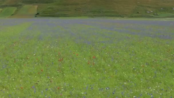 Цвітіння в на рівнині з Castelluccio-ді-Італія — стокове відео