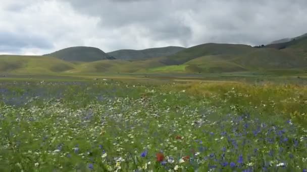 Bloei in de vlakte van Castelluccio di Norcia, Italië — Stockvideo