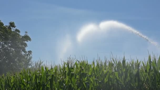 Irrigação do campo — Vídeo de Stock