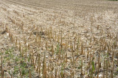 Hasattan sonra Mısır alan