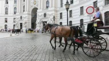 Michaelerplatz Viyana'da taşıma atları
