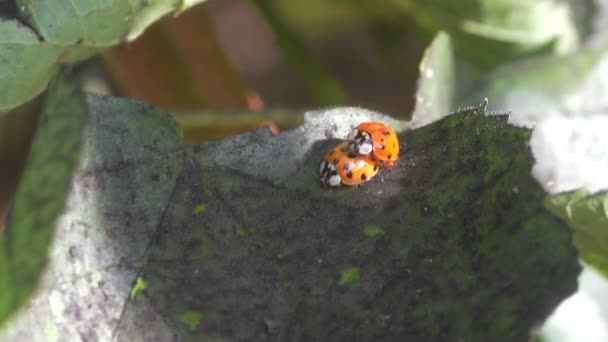 Две Ladybugs на Leaf — стоковое видео