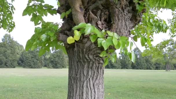 Der Maulbeerbaum — Stockvideo