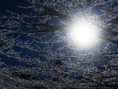 Güneş ışınları kışın çamların karlı dallarından geçer.