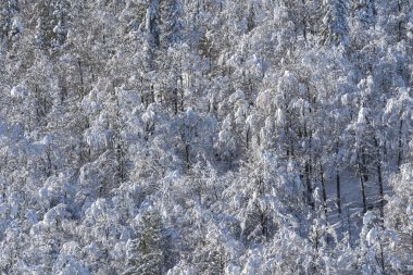 Kışın ağaçlar karla kaplanır.