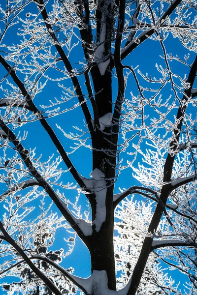 Branches Snow Covered Trees Illuminated Light — Stock Photo, Image