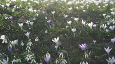 Kışın sonlarında çiçek açan bir çayır.