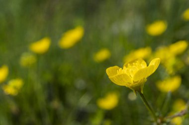 bir çayırda bazı düğün çiçekleri (Ranunculus Acris)