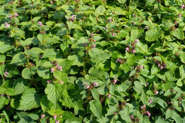 Yaygın ısırgan otu, Urtica dioica, bir tarlada