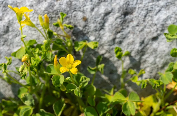 Çiçekler, Ranunculus Acris, bir çayırda.