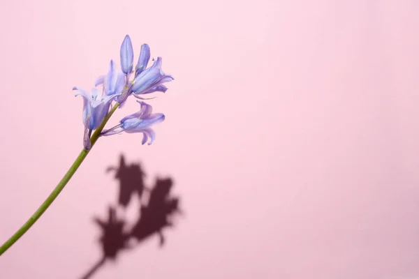 Glockenblume Bluebell Hyacinthoides Eine Zerrissene Blaue Blume Mit Hartem Schatten — Stockfoto