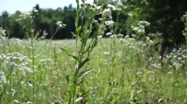 Bir yaz günü çayırda vahşi papatyalar