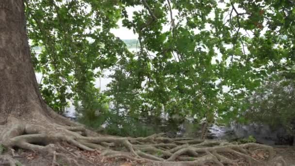 意大利曼图阿 2021年7月13日 从市中心的马拉尼公园看Mincio河下游的湖泊 — 图库视频影像