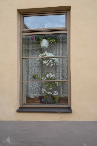 Quelques Fleurs Dans Une Fenêtre Une Maison Dans Centre Historique — Photo
