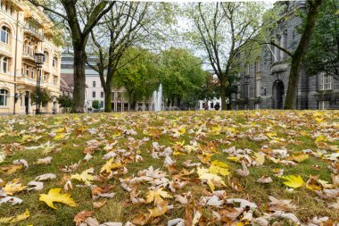 Oslo, Norveç. Eylül 2021. Şehir merkezindeki ağaçların yaprakları dökülmüş bir şehir parkının çimenliği.