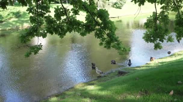 Riga Lettland August 2021 Die Enten Teich Stadtpark — Stockvideo
