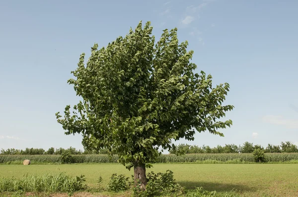 Morera en el campo — Foto de Stock