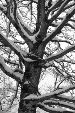 Kışın ağaçta kar yağar