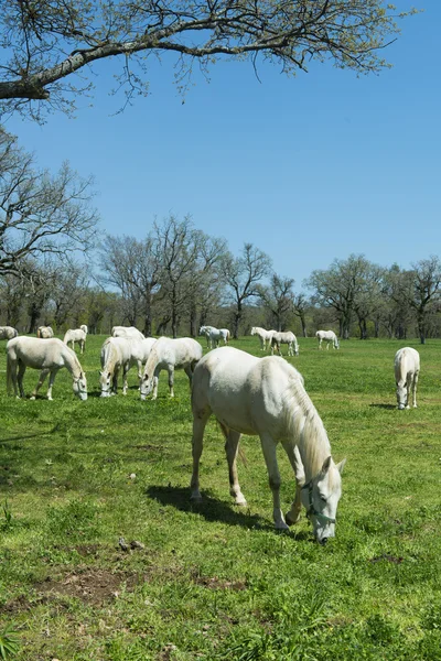 Caballo blanco — Foto de Stock