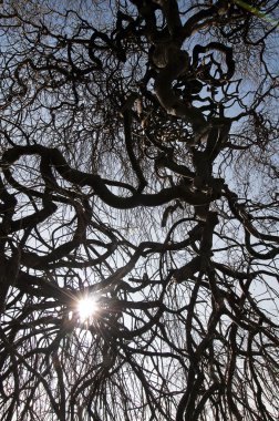 Eski sofora yapraksız ağaç