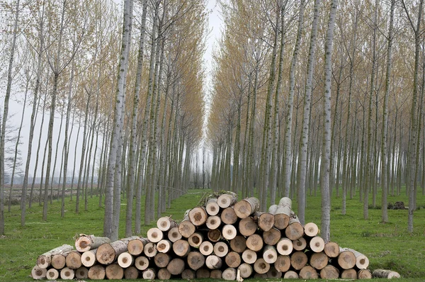 Troncos de madera cortados — Foto de Stock