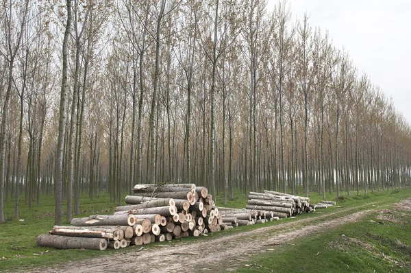 Troncos de madera cortados — Foto de Stock