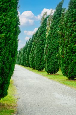Selvi ağaçları rüzgar tarafından hareket ettirildi.