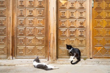 Bakü, Azerbaycan. 9 Ekim 2025. Şehrin tarihi merkezinde eski bir ahşap kapının önünde iki kedi.