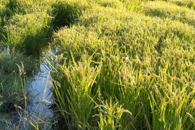 pirinç ekiminin panoramik görüntüsü