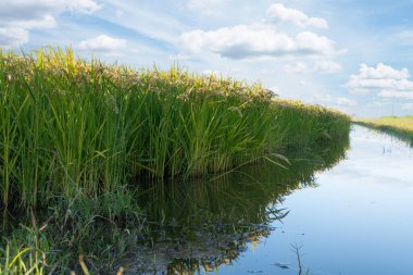 pirinç ekiminin panoramik görüntüsü