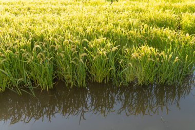 pirinç ekiminin panoramik görüntüsü