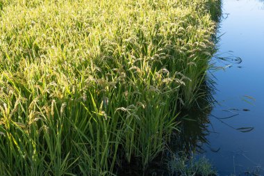 pirinç ekiminin panoramik görüntüsü