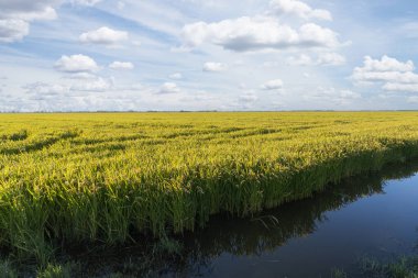 pirinç ekiminin panoramik görüntüsü