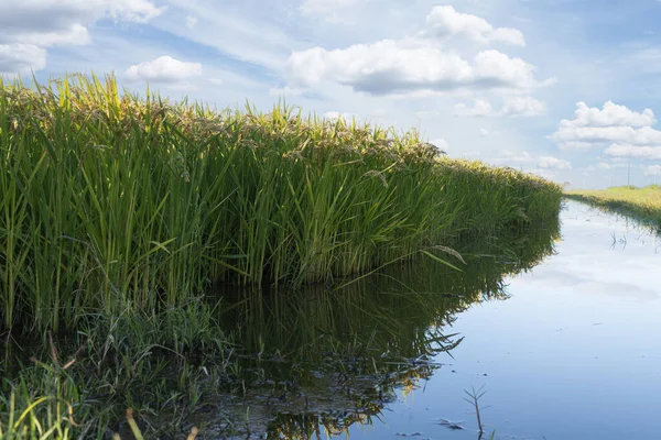 pirinç ekiminin panoramik görüntüsü