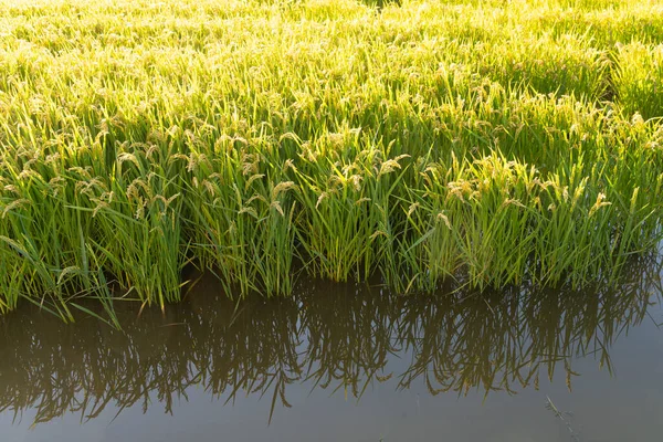pirinç ekiminin panoramik görüntüsü