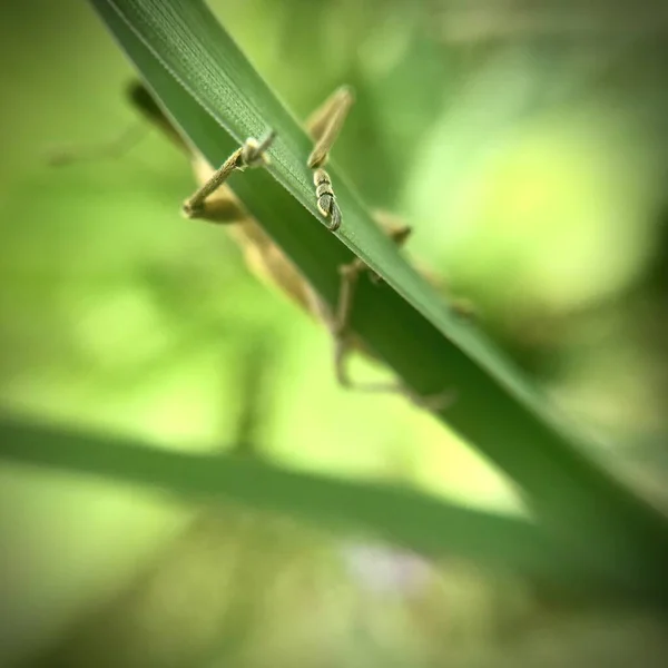 Käfer Versteckt Sich Hinter Dem Gras — Stockfoto
